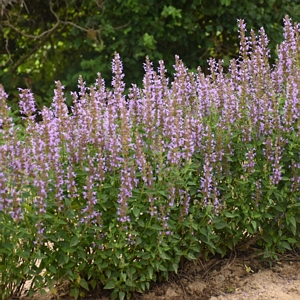 Agastache Blue Bayou